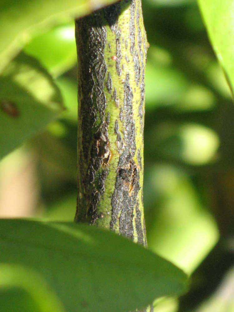              Second - third year twig (Riverside, CA)       